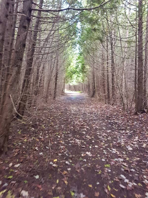 Morris Tract Provincial Nature Reserve - Image 2