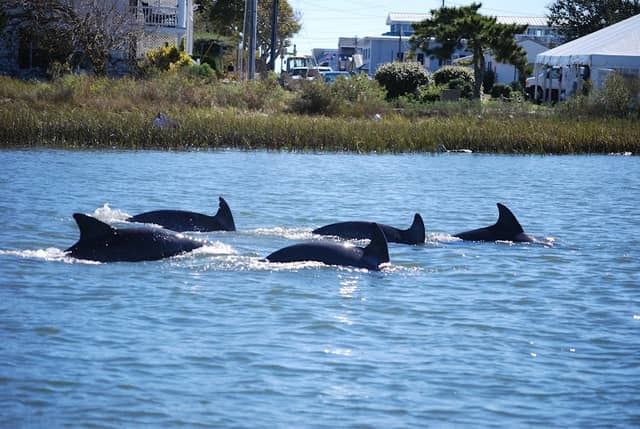 Science by the Sea Eco-tours - Image 3