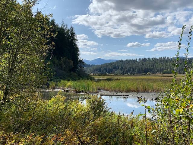 Cougar Bay - Image 1