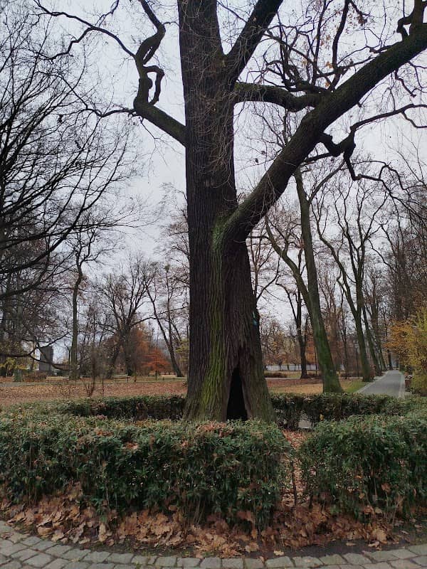 Pomnik przyrody - Dąb szypułkowy - Image 1