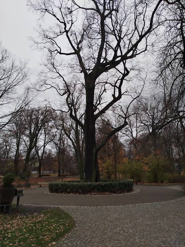 Pomnik przyrody - Dąb szypułkowy - Image 2