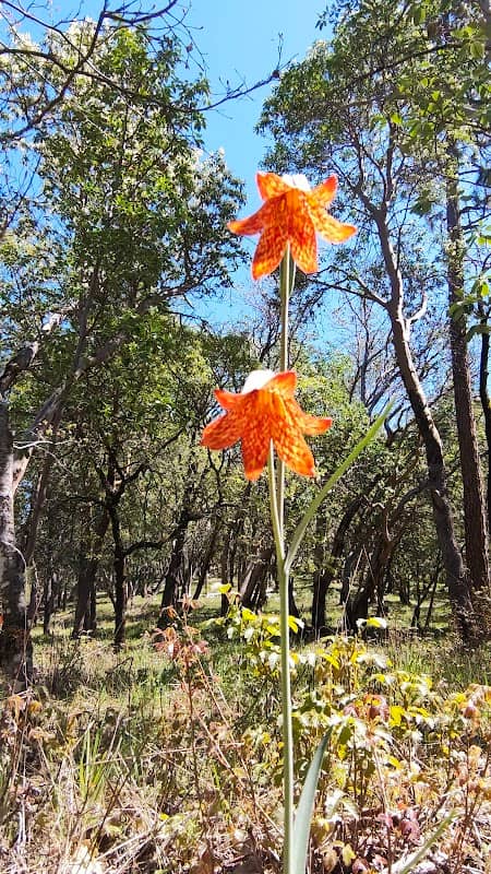 The Grove Woods Trails - Image 1