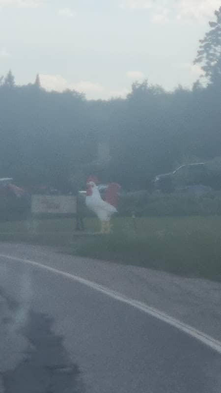 Weldon's Rooster - Image 1