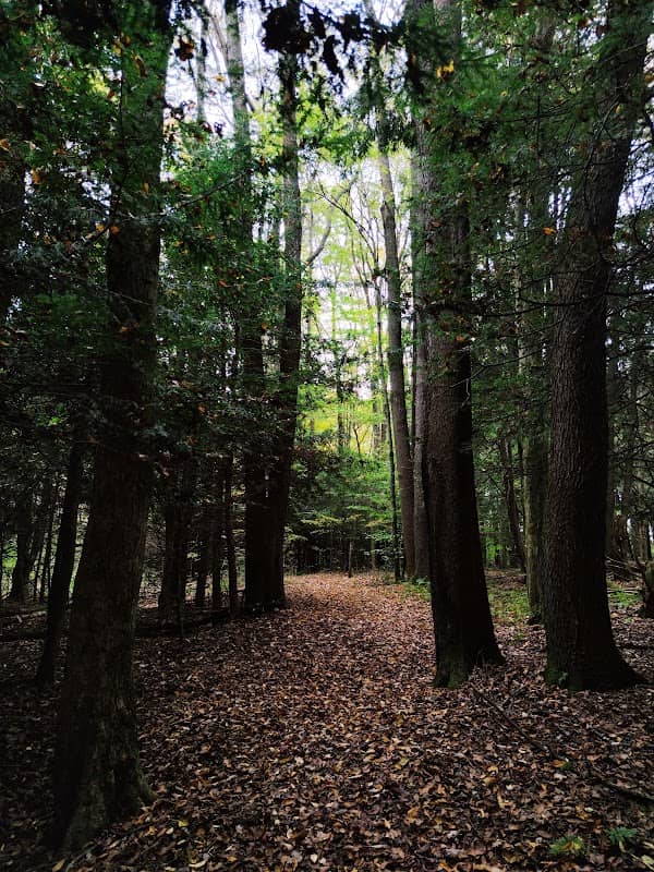 Tsuga Trail - Image 1