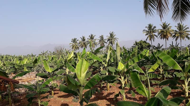 Periyadurai Garden, Moolathurai - Image 2