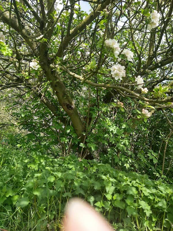 Millennium Green - Image 2
