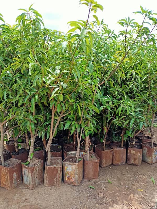 Maruti mango plant nursary - Image 1