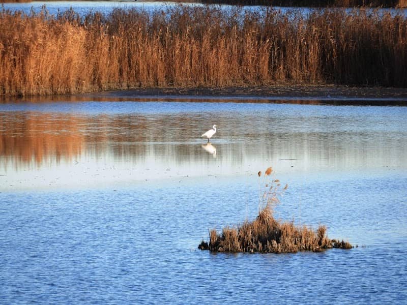Oasi di Marmorta - Image 1