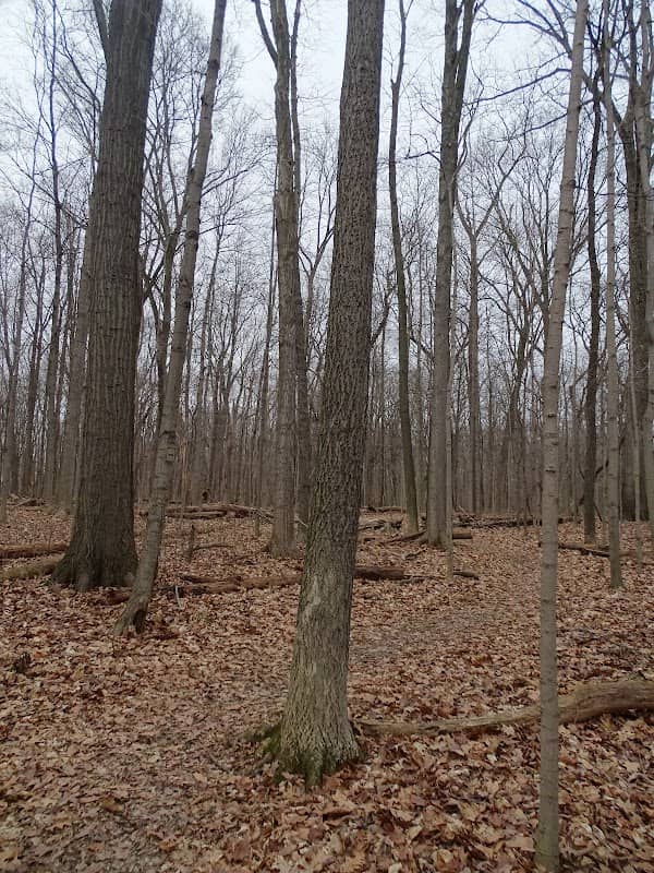 Connector Trail - Image 1