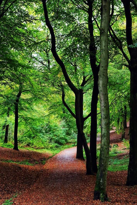 Tandle Hill Country Park - Image 2