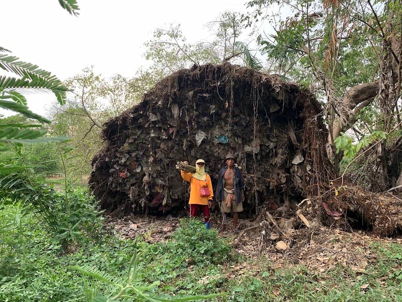 ทุ่งรังสิต 2019 - Image 1