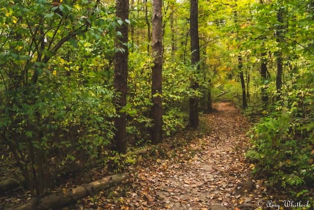 Dobbs Park - Image 2