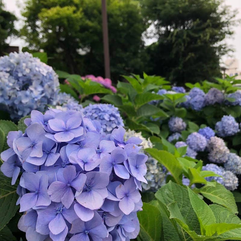 Tsudanuma Park - Image 1