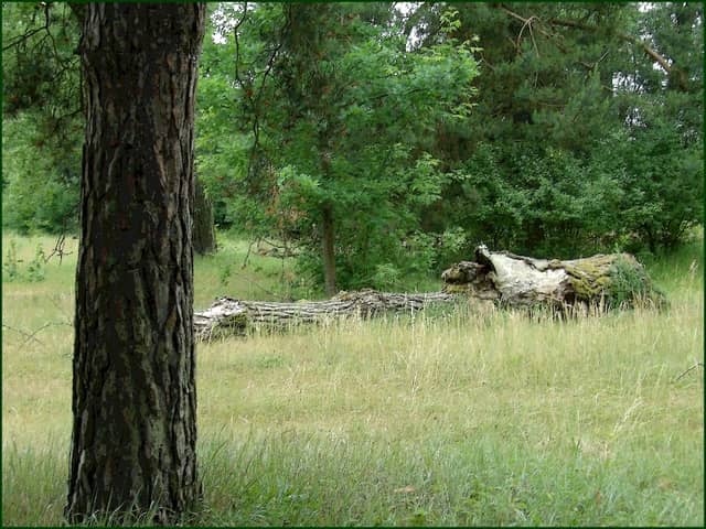 Topolina - Image 1