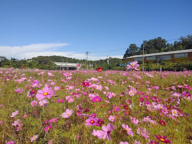 Tsubakura Cosmos Field - Image 1