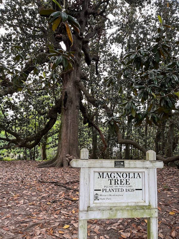 Washington Magnolia Tree - Image 1