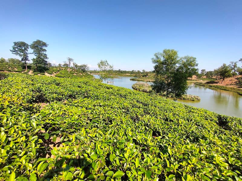 Balikandi tea garden - Image 1