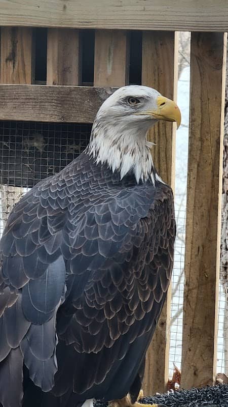 Iowa Raptor Project - Image 3