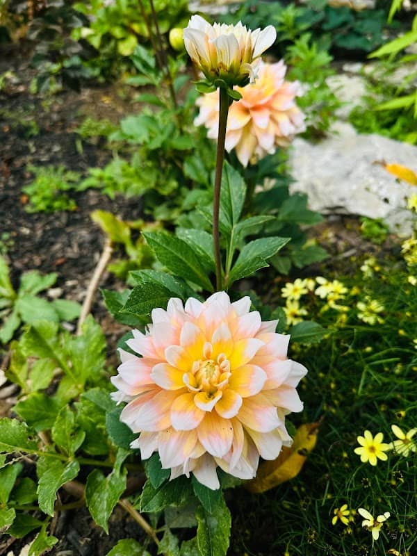Jardin De Rosas - Image 1