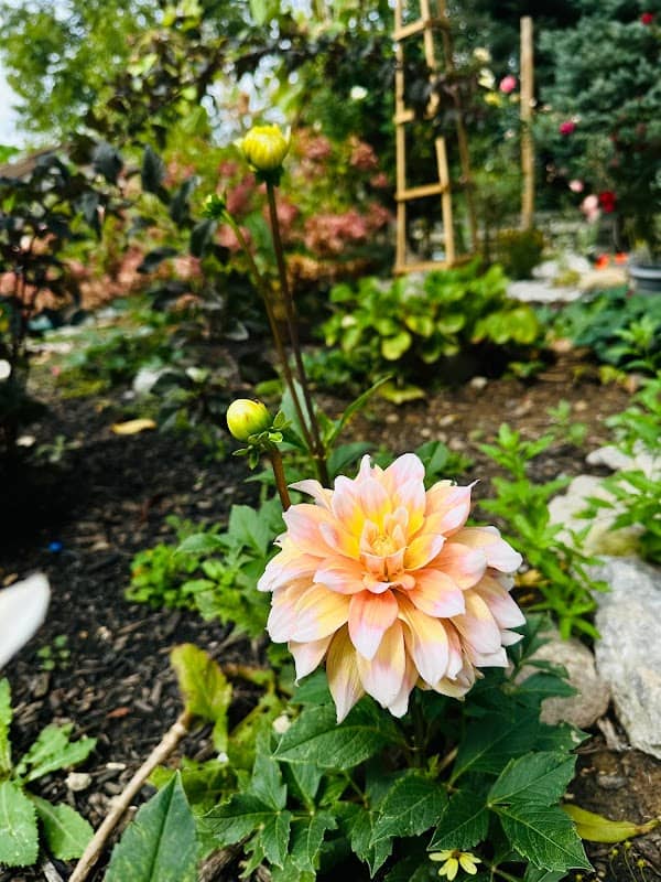 Jardin De Rosas - Image 2