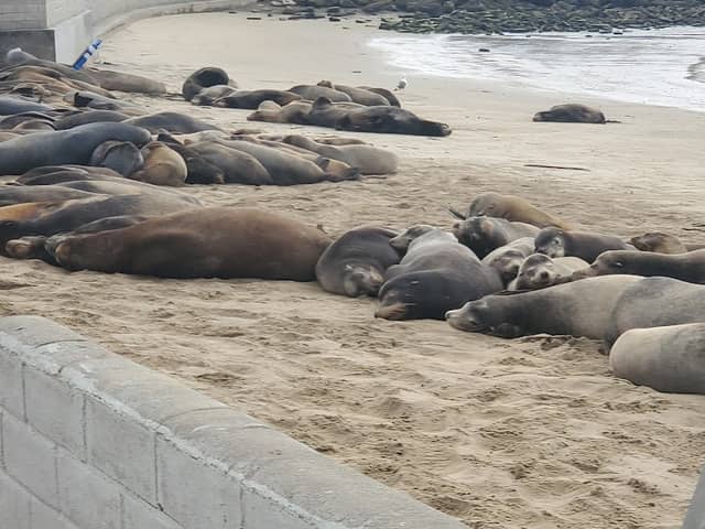 Kiddie Beach Park - Image 1