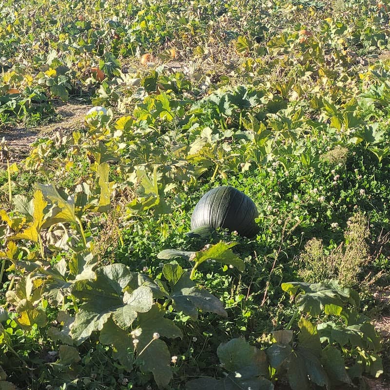 New Salem Corn Maze - Image 1