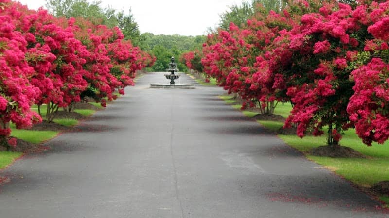Garden of Memories - Image 1