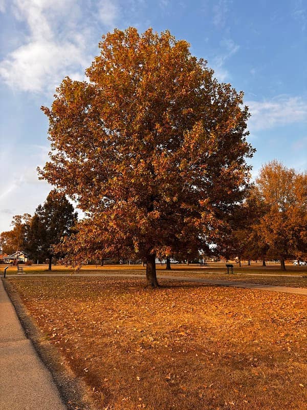 Gilmore Walking Track - Image 1