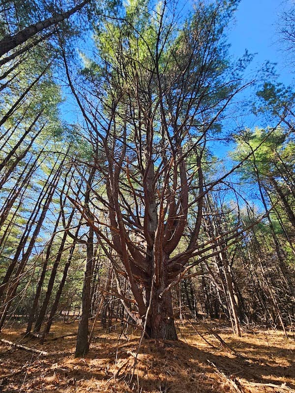Granby Sand Plain State Park - Image 1
