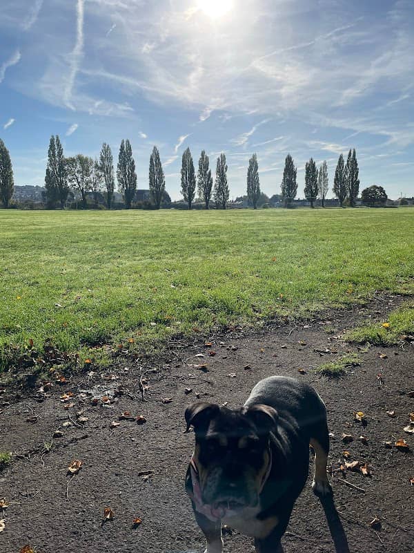 Shaftesbury Park - Image 1