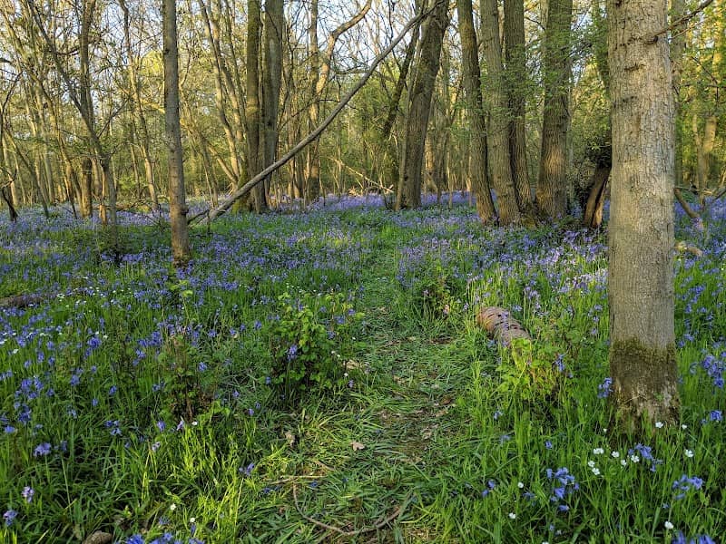Southwick Wood Nature Reserve - Image 1