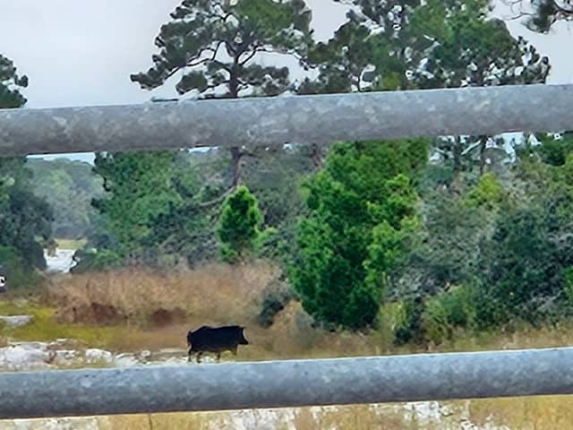 Lake Wales Ridge Wildlife and Environmental Area - Henscratch Subdivision - Image 1