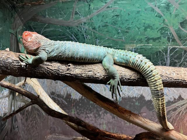 Kentucky Reptile Zoo - Image 2