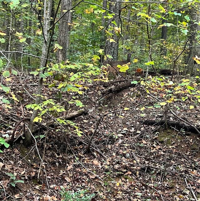 Cold Springs Park - Image 1
