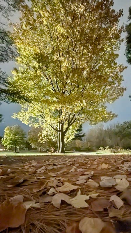 Pinewood Park - Image 1