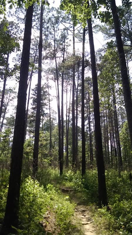 Tuskegee National Forest - Image 2