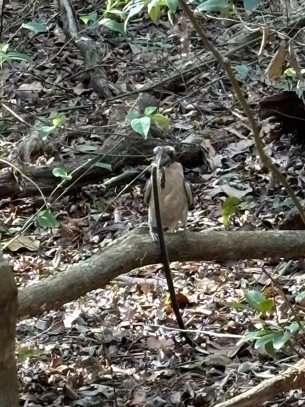 Iluka Rainforest walking track - Image 1