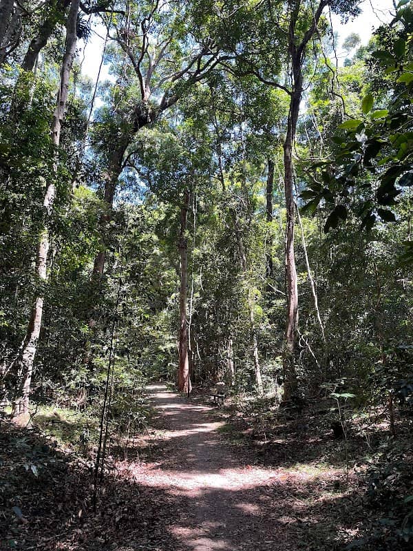 Iluka Rainforest walking track - Image 3