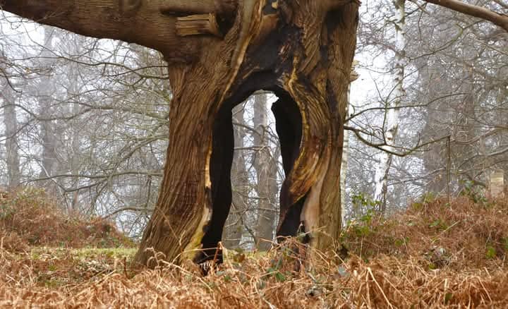 The National Trust Cobham Wood - Image 1