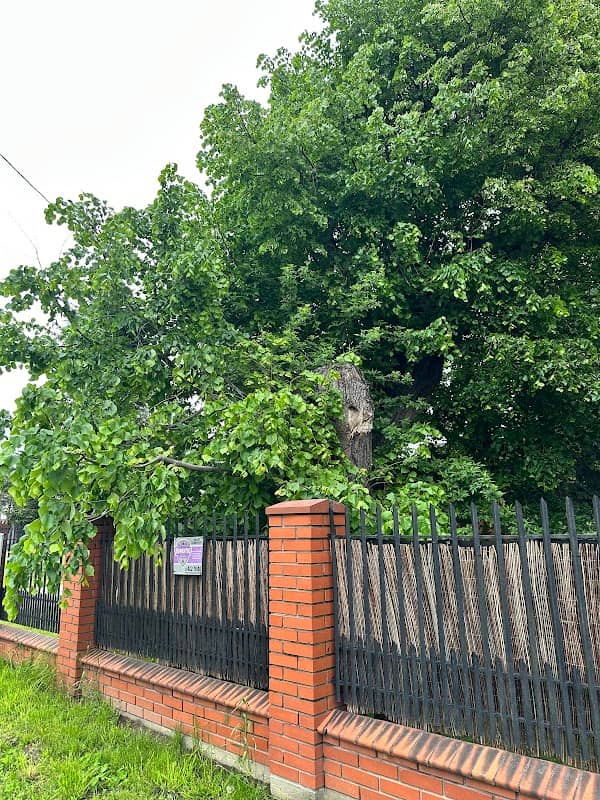 Pomnik przyrody lipa drobnolistna - Image 1