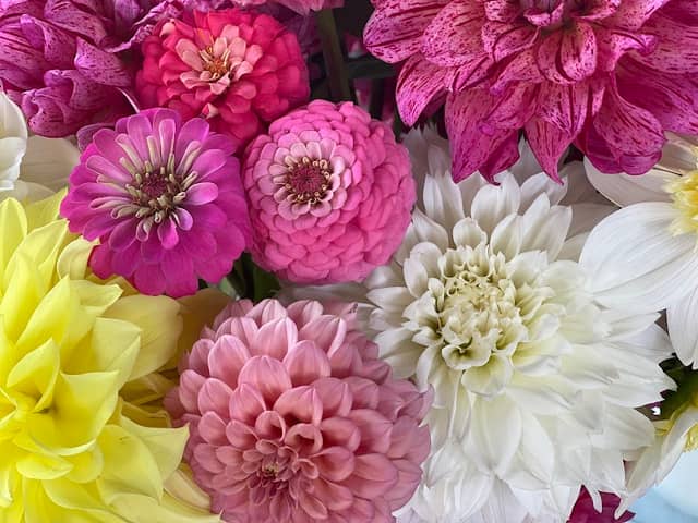 KD’s Diggin Up Dahlias - Image 2
