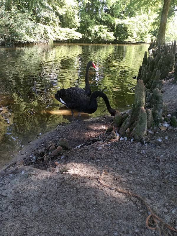 Swan Lake Iris Gardens - Image 2