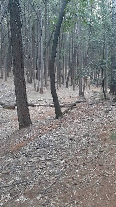 Green Belt - Image 2
