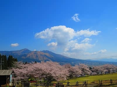 Kannon Sakura Tree - Image 2