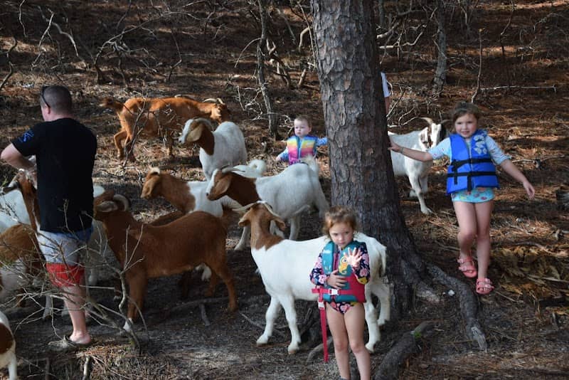 Goat Island - Image 1