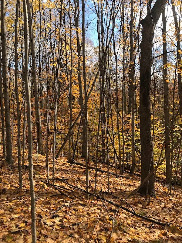 Torch Lake Nature Preserve - Image 1
