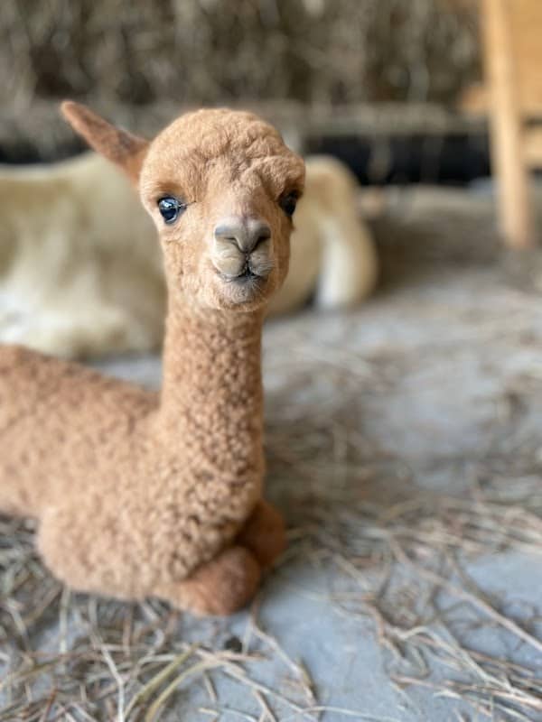 Winterham Alpacas - Image 1