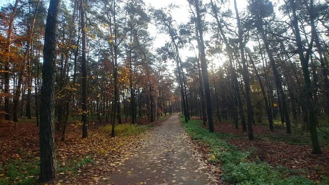Park Saletyński - Image 1
