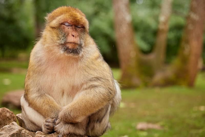 Monkey Forest - Image 1
