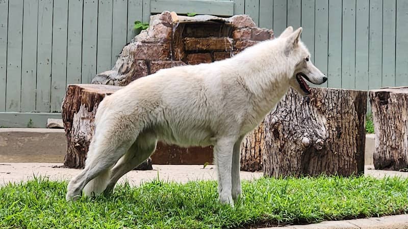 Wolf Haven - Image 1